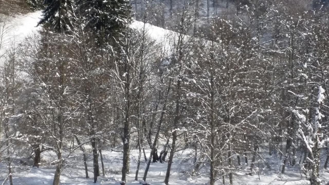 Cabana Barlogul Lupilor Villa Berevoesti Luaran gambar